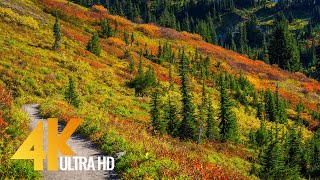 Autumn Foliage in Washington State  4K Relaxation Video with Incredible Nature Sounds [upl. by Eniger875]