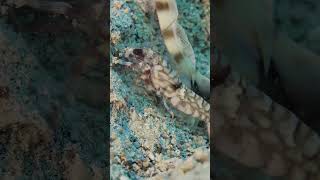 Snapping shrimp Red sea underwatervideo divingredsea scubadiving [upl. by Nomead808]