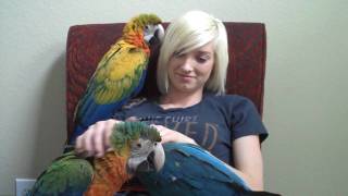 Quality Time with Parrots [upl. by Jemmy]