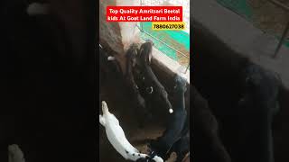 Top Quality Amritsari Beetal kids At Goat Land Farm India Up Azamgarh youtubeshort goat7880627038 [upl. by Esina494]