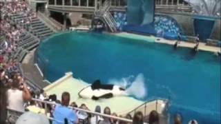 Best of Seaworlds Shamu show quotBelievequot [upl. by Llerraj]