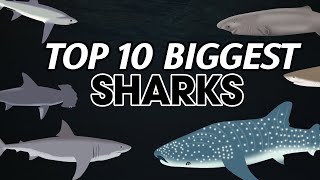 Sharks Size Comparison [upl. by Cleary]