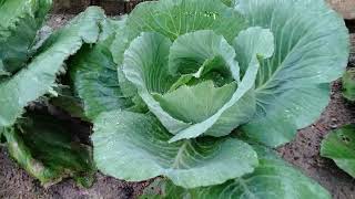 Cabbage Brassica oleracea [upl. by Zak]