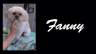 Dog Grooming Shih Tzu Fanny [upl. by Ayikat]