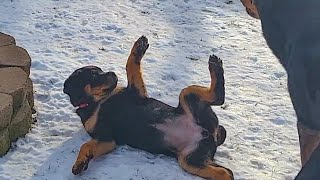 Funniest Dog Fails That Make You LAUGH Countless Times  PETASTIC 🐾 [upl. by Ahsocin]