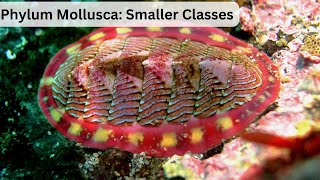 Mollusca Smaller Classes [upl. by Uis]