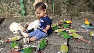 Manas Resort With Petting Zoo Igatpuri  Pet Friendly Resort Near Mumbai  Exotic Birds amp Animals [upl. by Yvad40]