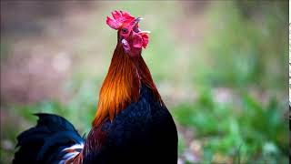 Rooster Crowing in Distance Sound Effect  Animal Sounds [upl. by Neysa]