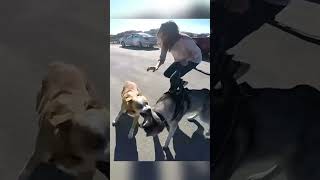 Loose Dog Aggressively Lunges at Husky [upl. by Stephanus]