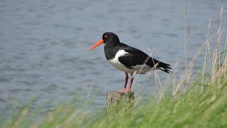 Austernfischer Haematopus ostralegus mit pull  Eurasian Oystercatcher [upl. by Safier453]