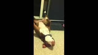 Ginger the overly dramatic Pitbull gets her nails done [upl. by Mccready]