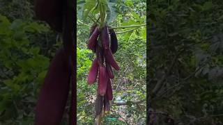 Technique for growing brinjal plant brinjal brinjalgrafting farming fruitfarming viral shorts [upl. by Rodrick]