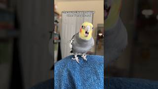 Yums is distressing my jeans cockatiel parrot bird [upl. by Dallon488]