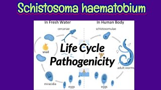 Life Cycle amp Pathogenicity of Schistosoma haematobium  Pathogenic Lesions of Schistosoma [upl. by Worra553]