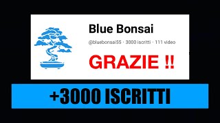 VI REGALO UN PREBONSAI  Speciale 3000 iscritti [upl. by Edie]