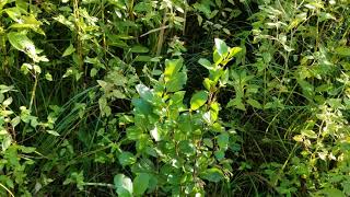 Zone Five Permaculture Aronia Berries  Growing Conditions and First Year Harvest [upl. by Hoffmann]