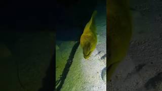 Big moray eel 🧐 morayeel spearfishing fishingislife underwaterphotography facebookviral viral [upl. by Nylirrej]