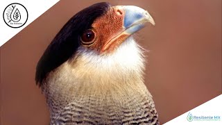 VOZ y LLAMADOS Caracara Quebrantahuesos Caracara plancus quotAlas Resilientesquot Resiliente MX [upl. by Pompei]