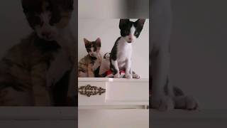 Beautiful kittens  animals animals cats cat [upl. by Lotsirk]