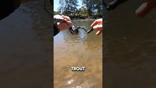 Spring fishing on the Goulburn River means one thing BIG RAINBOW TROUT fishing troutfishing [upl. by Narcho110]