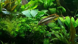 Kribensis Cichlid eats algae in the planted community tank [upl. by Ahsaercal]