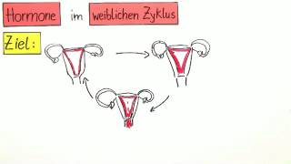 Hormone im weiblichen Zyklus  Biologie  Humanbiologie [upl. by Caruso507]