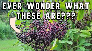 Learn How to Identify and Harvest Elderberries [upl. by Notsrik]