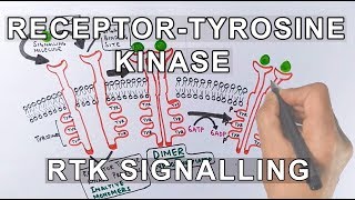 Receptor Tyrosine Kinase  RTK Signalling [upl. by Eylloh]