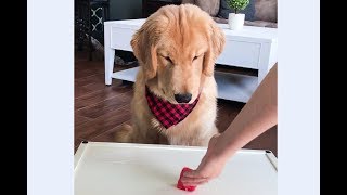 ASMR Dog Reviewing Different Types of Food  Tucker Taste Test 1 [upl. by Yecnahc]