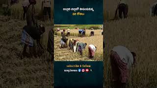 పద్ధతి వరి కోతలు ఫుల్ స్వింగ్‌లో  Paddy Harvesting in Full Swing  Kharif Crops [upl. by Stedman]