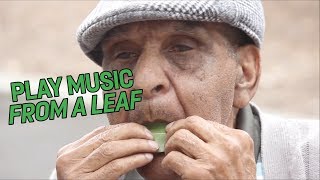 How to play music from a leaf [upl. by Fira]