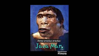 The Different Subspecies aka races of Homo Erectus Standing Man [upl. by Zales]