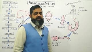 Life cycle of Liver Fluke Urdu Hindi medium profmasoodfuzail Class Trematoda  Miracidium [upl. by Alian659]