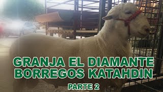 GRANJA EL DIAMANTE BORREGOS KATAHDIN PARTE 2 [upl. by Allred]