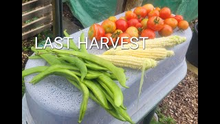 ALLOTMENT HARVEST  ALLOTMENT UK [upl. by Namrej]