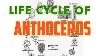 📖Anthoceros Life Cycle BSc 1st [upl. by Galatea]