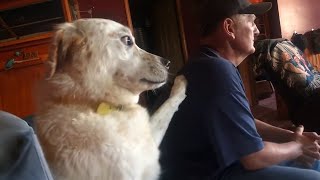 Videos De Risa De Animales 2023  Momentos más divertidos perro y su humana te hacen reír tan duro [upl. by Acenom]