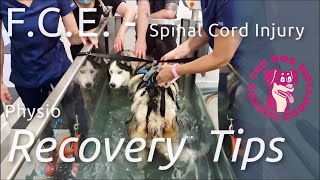 FCE overview  Spinal Cord Injury in Dogs Obi’s Recovery amp Physio Tips for Home [upl. by Verlee]