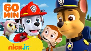 PAW Patrol Baby Animals Rescues amp Adventures w Marshall and Chase 2 🐵 90 Minutes  Nick Jr [upl. by Quackenbush]