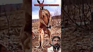 Kangaroo vs man shorts [upl. by Kilgore]