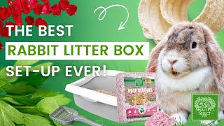 How To Set Up a Rabbit Litter Box For Beginners [upl. by Pembrook]