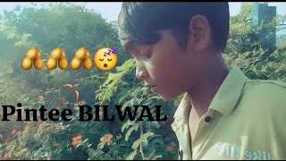 Pintee BILWAL [upl. by Vilma]