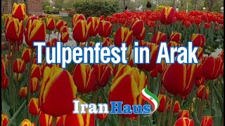 Tulpenfest in Arak – Provinz Markazi [upl. by Ecinahs]