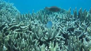 Tansania schnorcheln Sansibar Insel Chumbe Island  Tanzania snorkeling Zanzibar [upl. by Nazar]