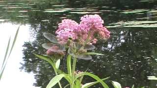 Minnesota Native Plant  Swamp Milkweed Asclepias Incarnata [upl. by Royall]