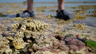 Sir David Attenborough and His Crew Race to Film a Walking Shark [upl. by Noivaz180]