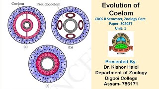 Evolution of Coelom CBCS II Semester Zoology Core [upl. by Makell]