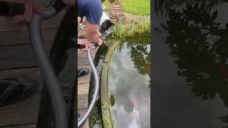 Pondovac classic cleaning pond with vacuum first time [upl. by Ramirol208]