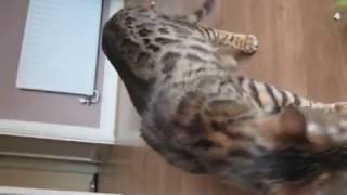 Crazy wild bengal cat  So you want a bengal cat [upl. by Akoek745]