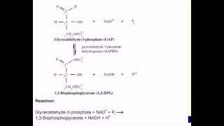 Mechanism of GAPDH [upl. by Otrevogir77]